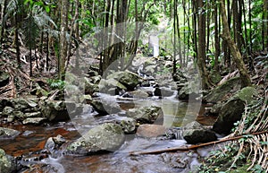 A stream flows through a rainforest with waterfall