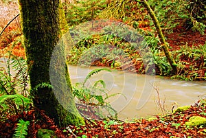 A stream flows through a rainy forest