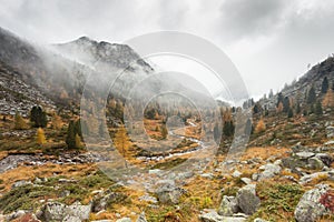 A stream flows among yellow larches and pines at fall