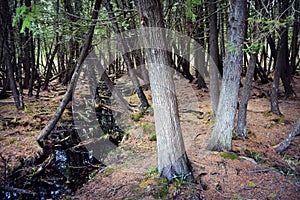 Stream Forest, Kitch-iti-kipi State Park, Michigan photo