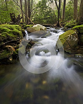 Stream in the forest