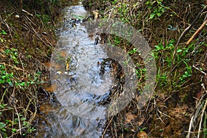 A stream in the forest