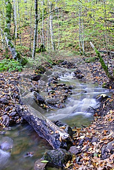 Stream in Forest