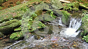 Stream in the forest