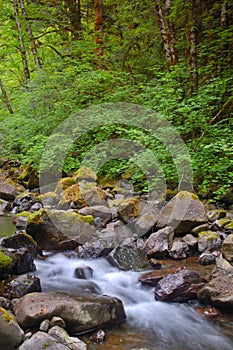 Stream in the Forest