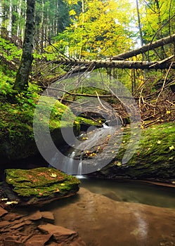 Stream in the forest