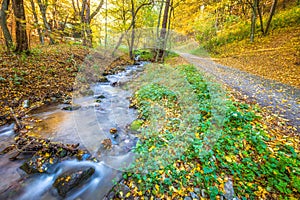 Stream in a forest at autumn