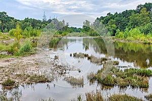 Stream in forest landscape among wild vegetation