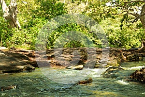 Stream in the forest. Natural landscape. River in the forest.