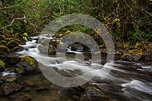 Stream on Olympic Peninsula