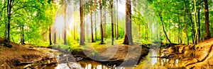 Stream in forest panorama