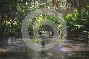 Stream with a fountain in a tropical nature trail in St. Augustine