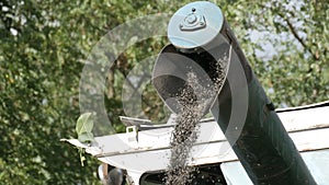 The stream of freshly mown sunflower moves from combine to the truck close up view, Sunflower Harvest, working combine