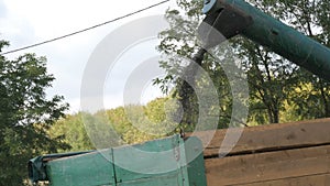 The stream of freshly mown sunflower moves from combine to the truck close up view, Sunflower Harvest, working combine