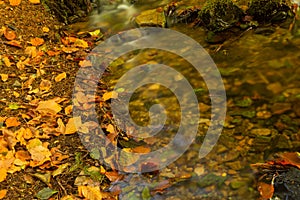 Stream gently cascading down a mountain forest with small waterfalls in the foreground and fresh green fern in the background