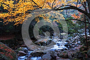 Stream and golden fall forest photo