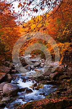 Stream in golden fall forest photo