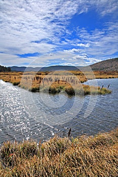 The stream and grass in Yellowstone in the USA