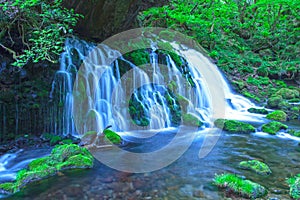 Stream in green forest