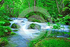 Stream in green forest