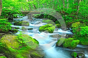 Stream in green forest