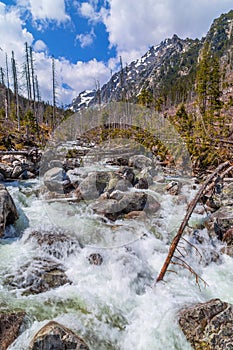 Stream in High Tatras mountains