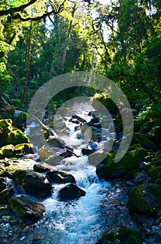 Stream in Hollyford, Fiordland National Park