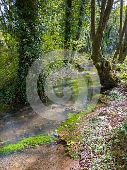 Stream of the Janj River through the forest