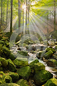 Stream in Jizera mountains, Czech Republic