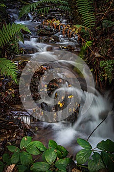 the stream in the jungle is flowing from behind a rock