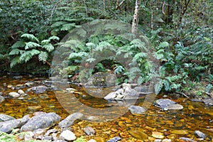 Stream in Knysna forest, South Africa photo