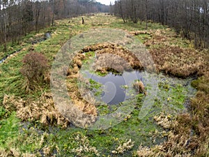 Stream in Kozienicki Park Krajobrazowy in Poland