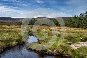 Stream leading to the treeline of small forest in Wicklow Mountains, Ireland