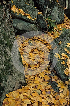 Stream Of Leaves photo