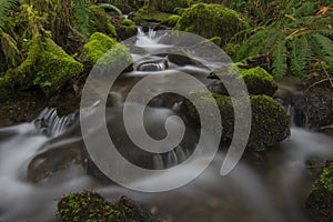 Stream with lush greens and moss in central Cascadia 