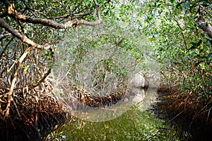 Mangrove Swamp in La Boquilla, Colombia photo