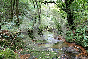 Stream in Mawphlang sacred forest