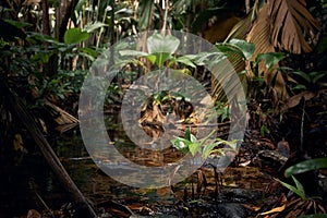 Stream in the middle of jungle