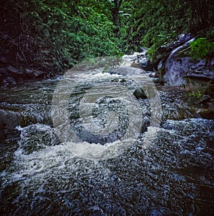 Stream in the middle of rainforest