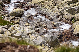 Stream in Mlynicka Valley, Slovakia