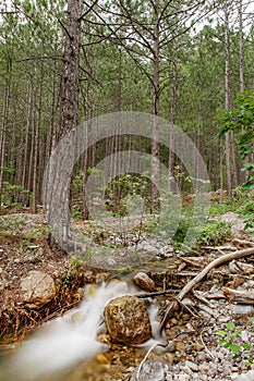 Stream mountain flows among rocks in coniferous forest with pine trees, blurred water movement