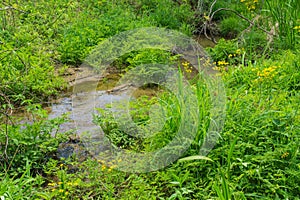 Stream through a Mountain Meadow