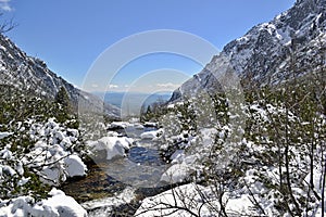 Stream in mountains between scrub pines in snowy country