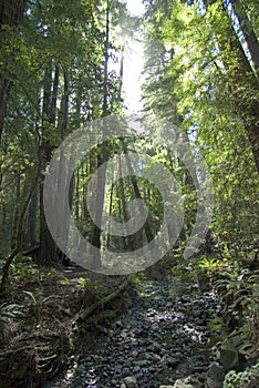 Stream in Muir woods photo