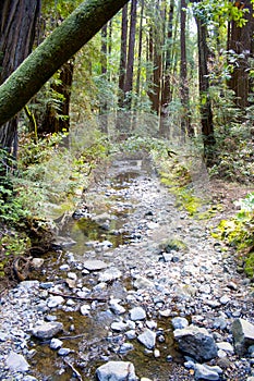 Stream through Muir Woods