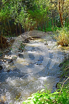 Stream Nahal Hashofet, Ramat Menashe Biosphere Reserve, Israel