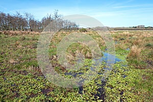 Stream in nature reserve Lentevreugd.