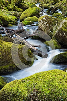 Stream in old forest, blurred water in fast motion