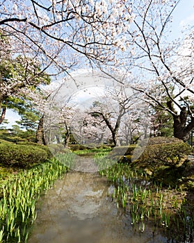 Stream passing through cherry blossoms in spring, Kenrokuen gardens, Kanazawa, Japan