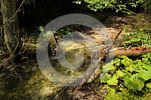 Stream peacefully and slowly flowing through the forest areas of the Slovak Paradise National Park